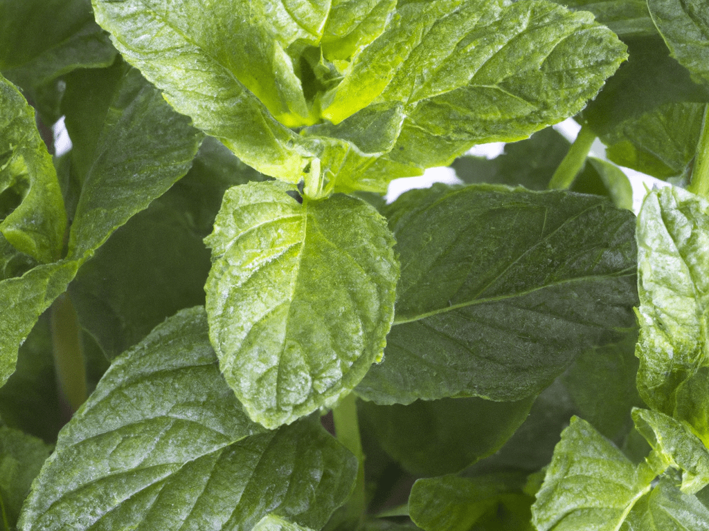Mint also contains high levels of the terpene&nbsp;ocimene.