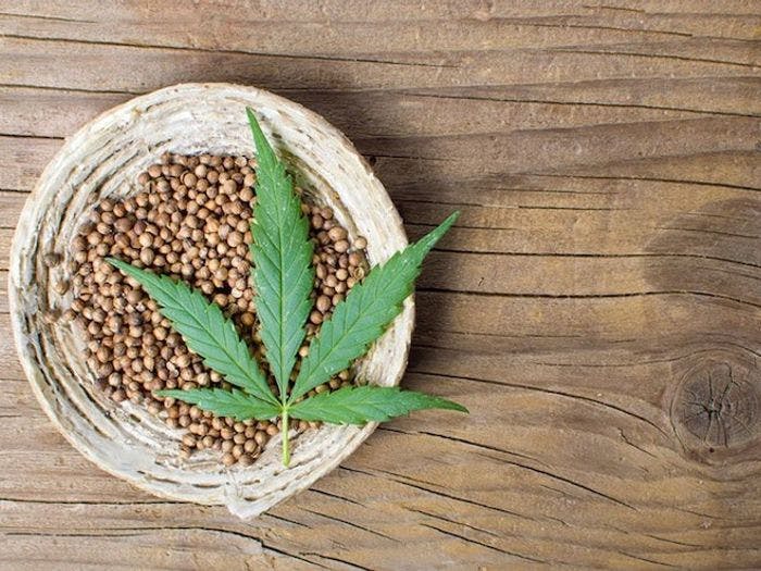 Marijuana Seeds vs. Clones