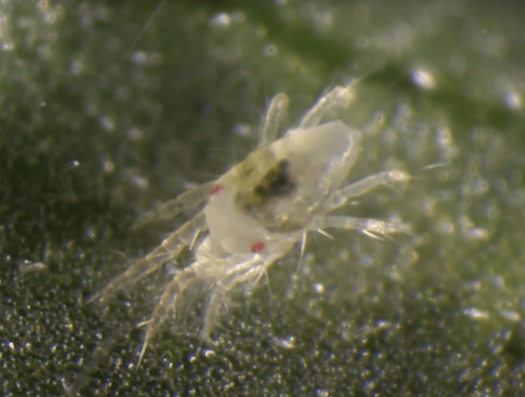 Close up view of a spider mite.