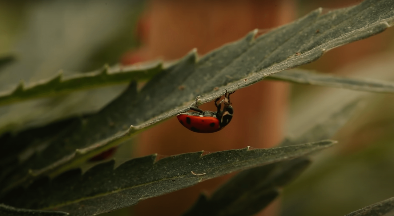 Ladybug eating a spider mite.