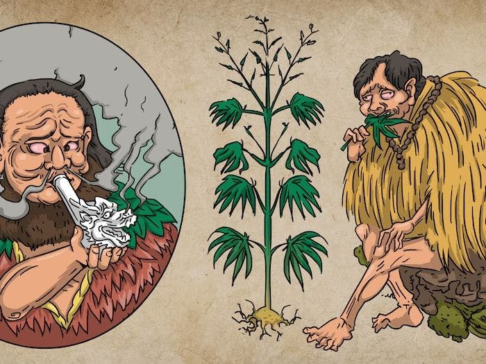 Where Did Cannabis Originate?