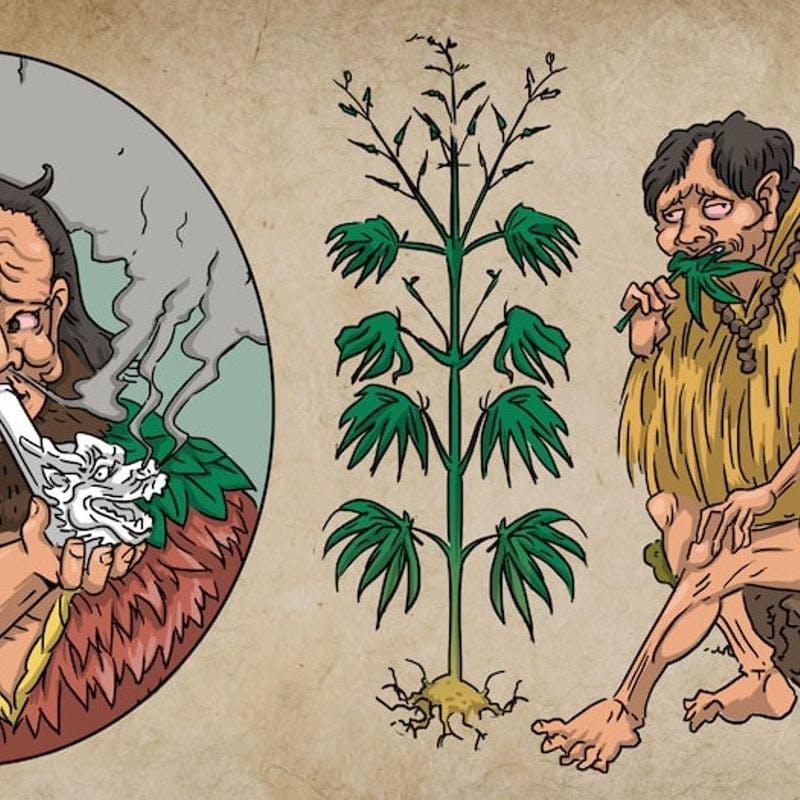 Where Did Cannabis Originate?