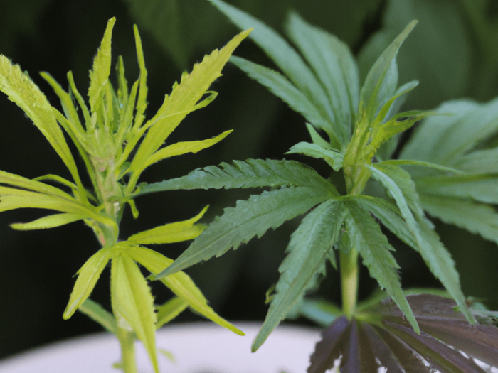 Difference Between Male and Female Cannabis Plants