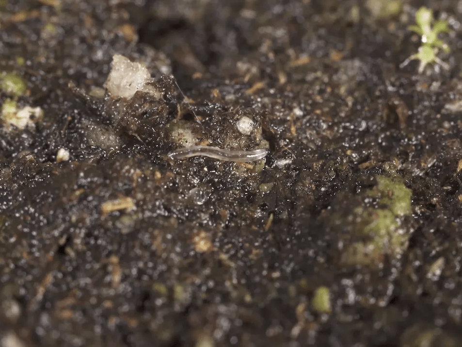 A fungus gnat in its larval stage&nbsp;