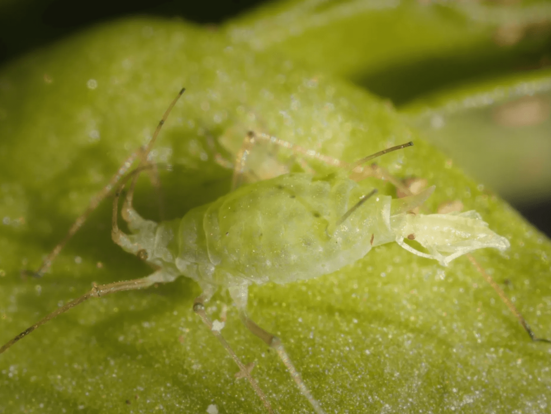 Aphids are a common pest on cannabis plants