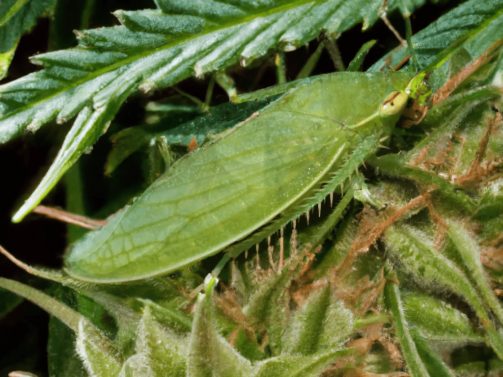 A leafhopper making itself at home on a cannabis plant