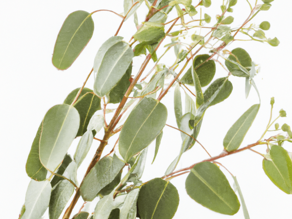 The eucalyptus is another plant that has high levels of the terpene eucalyptol.