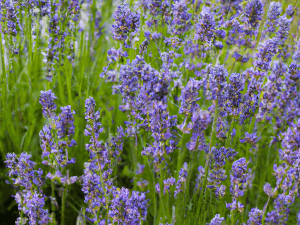 Lavender has a unique scent thanks to its presence of the terpene linalool.