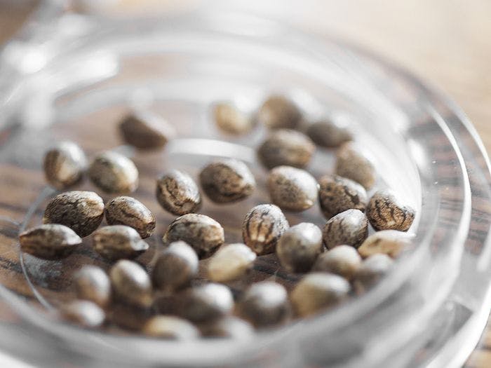 How Long Do Cannabis Seeds Last?