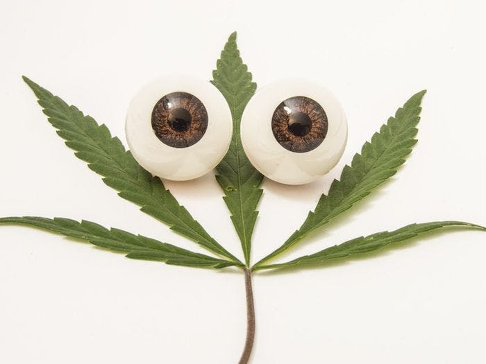 Does Cannabis Help With Glaucoma?