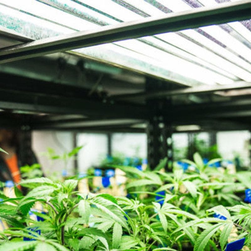 How Far Away Should Grow Lights be from Cannabis Plants?