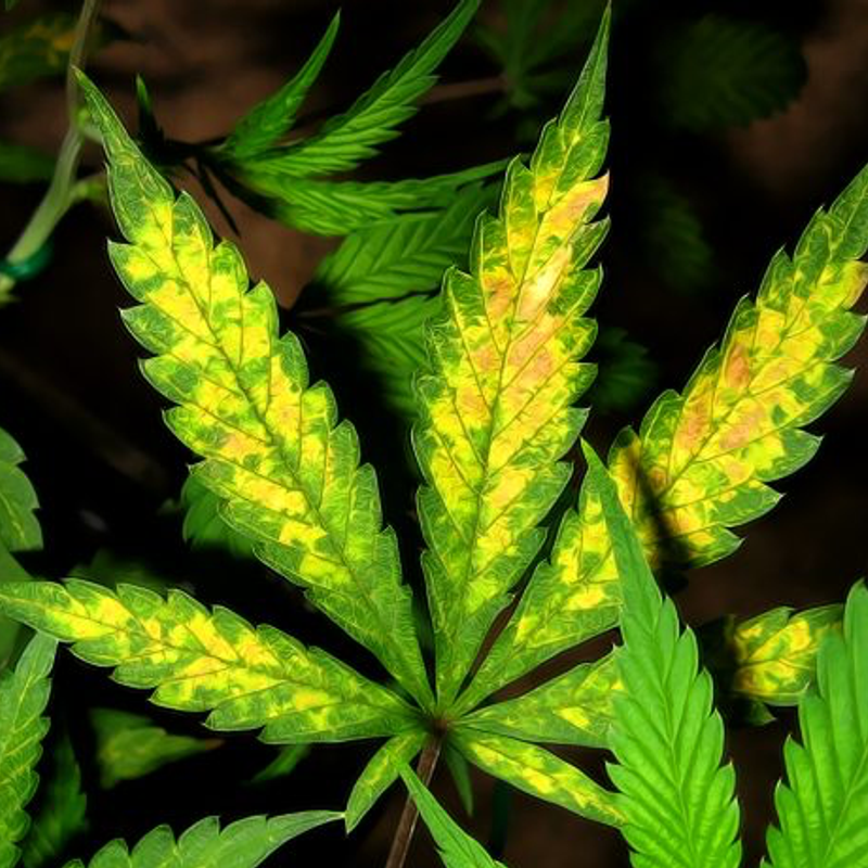 Why Do Cannabis Plant Leaves Turn Yellow?