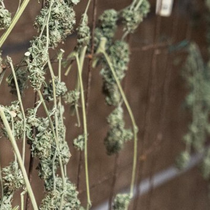 Drying and Curing Cannabis Buds – What You Need to Know