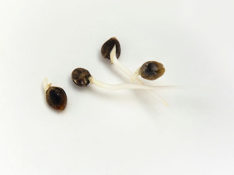 What You Need to Know to Germinate Cannabis Seeds