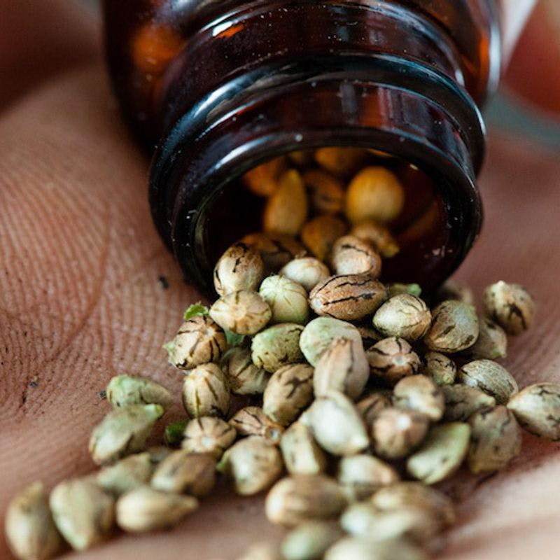 Are Cannabis Seeds Legal to Possess in the U.S.?