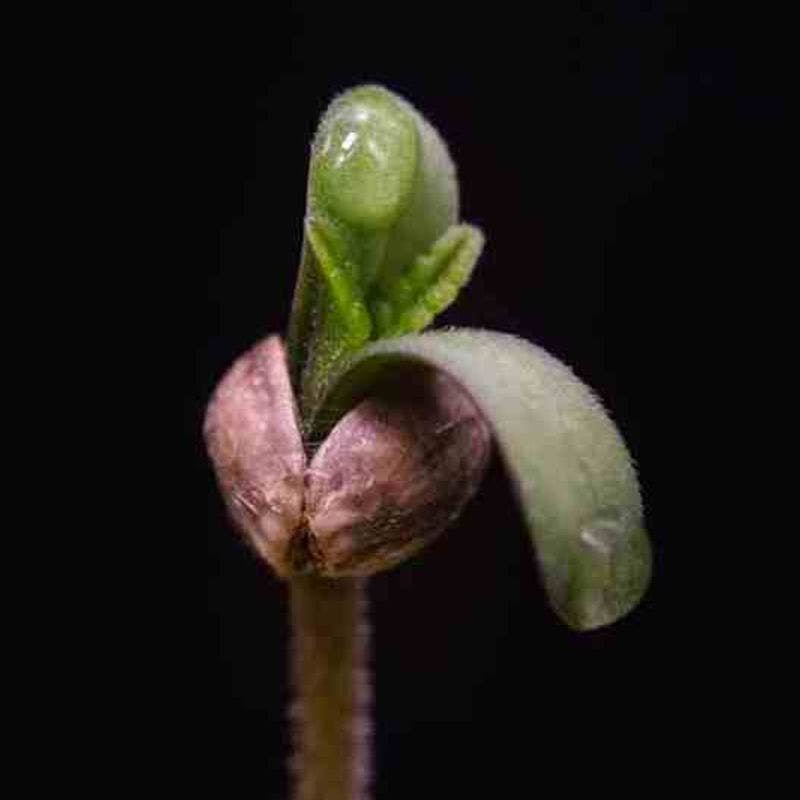 How to Germinate Cannabis Seeds