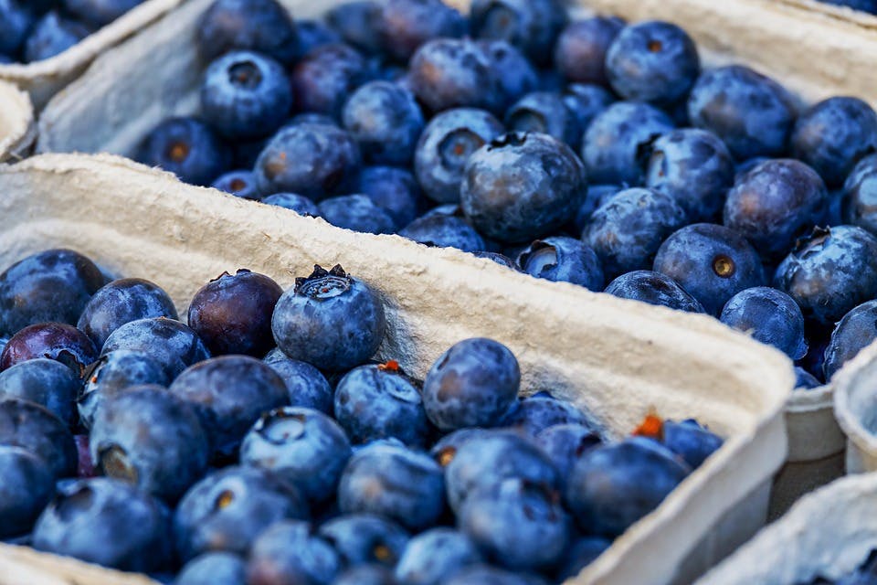 Vibrant blueberries high in anthocyanins and antioxidants.&nbsp;