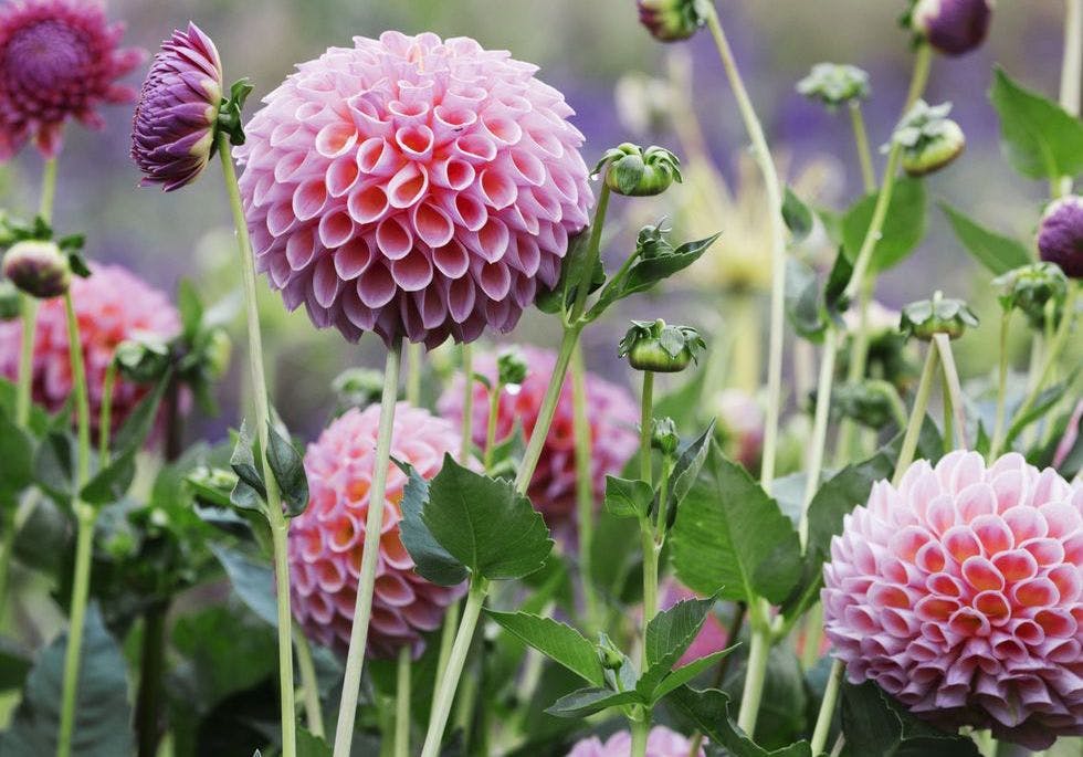 The Dahlia flower (above) is an example of a perennial.
